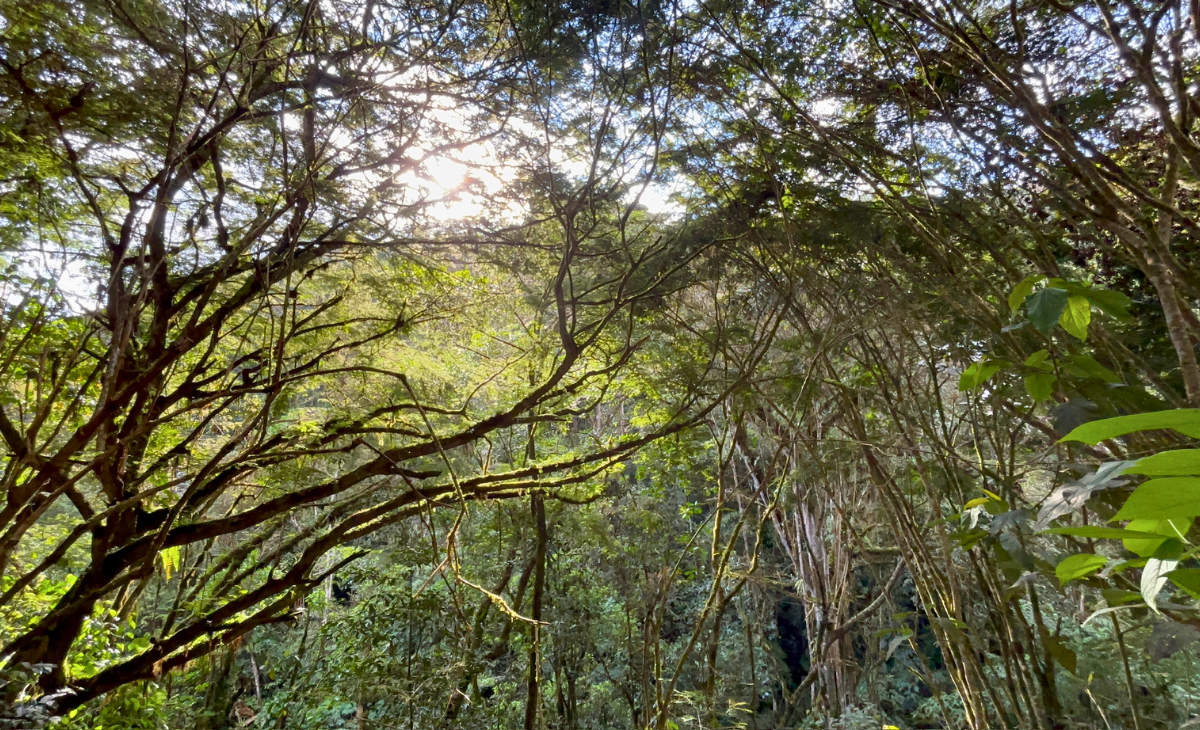 naturaleza-valle-de-intag-ecoturismo-de-ecuador