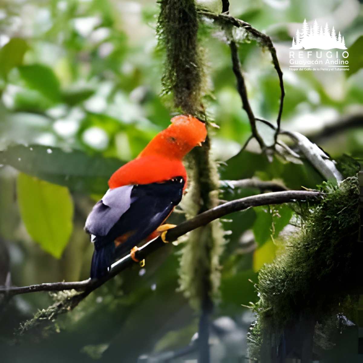 Gallo-peña-refugio-guayacan-andino-valle-de-intag-ecoturismo-de-ecuador