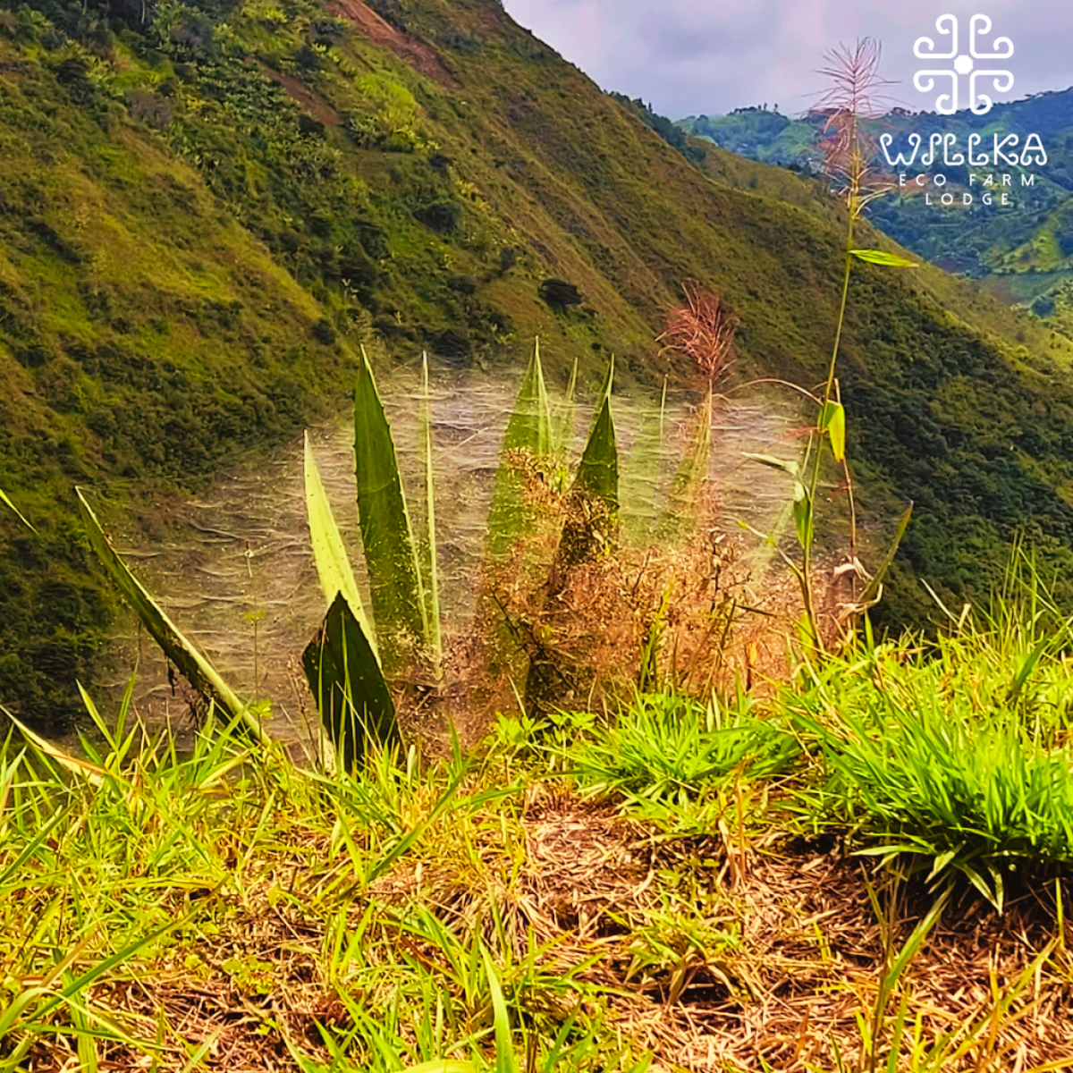 alojamiento-willka-lodge-valle-de-intag-ecoturismo-de-ecuador-12