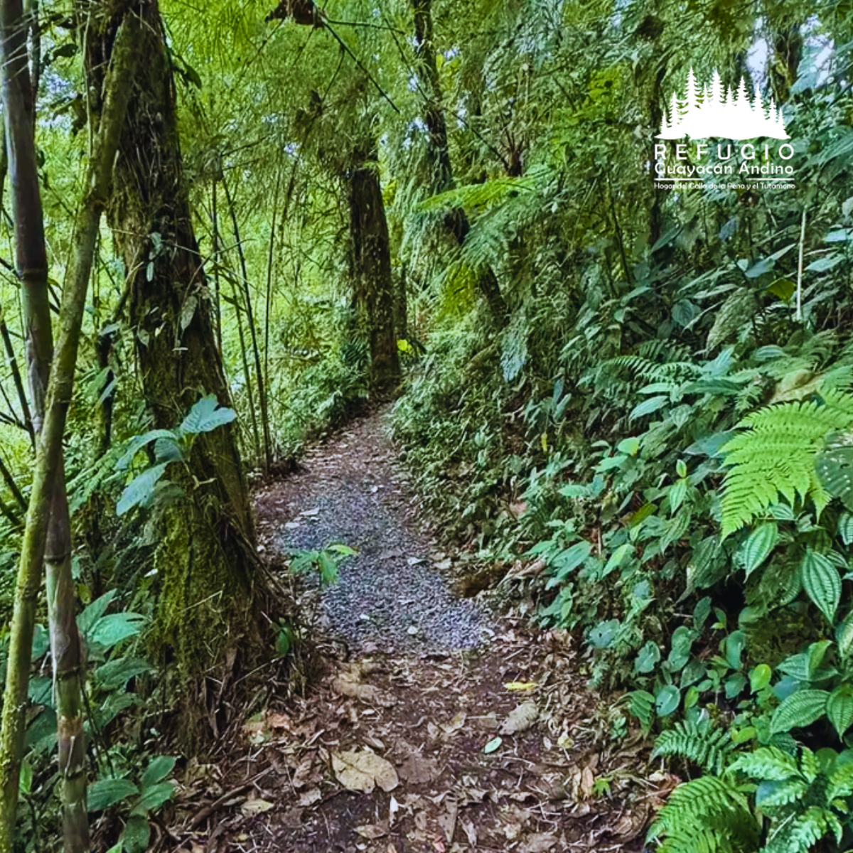 bosque-valle-refugio-guayacan-andino-valle-de-intag-ecoturismo-de-ecuador