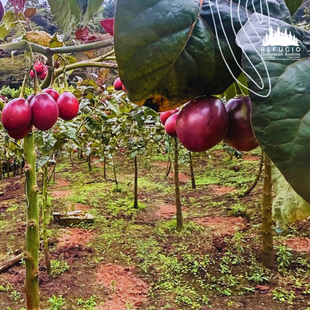 flora-imbabura--refugio-guayacan-andino-valle-de-intag-ecoturismo-de-ecuador