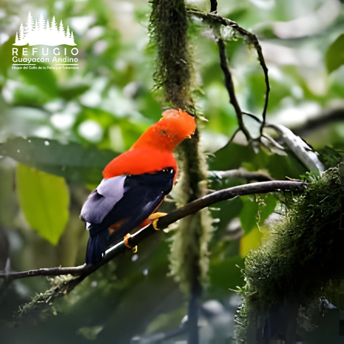 refugio-guayacan-andino-valle-de-intag-ecoturismo-de-ecuador