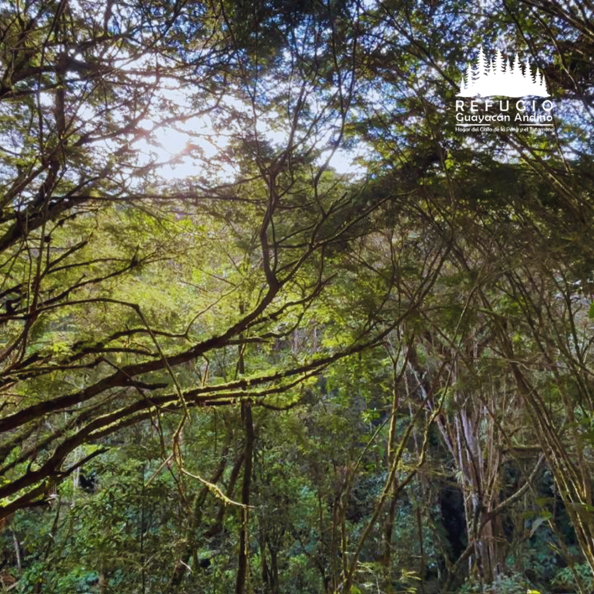 senderos-refugio-guayacan-andino-valle-de-intag-ecoturismo-de-ecuador